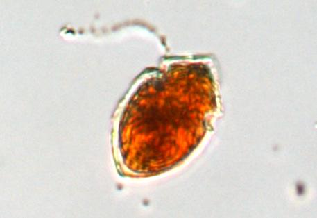 Kofoidinium velelloides är en stor dinoflagellat, som påminner något om Noctiluca, om än mindre. Den förekommer framför allt på hösten och är inte ovanlig i norska vatten.