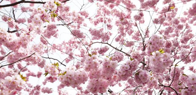 Maj 2017 Vi har tidigare informerat om att våra lekplatser skall fixas iordning. Det har nu kommit och vi vill gärna ha hjälp med att greja och dona.