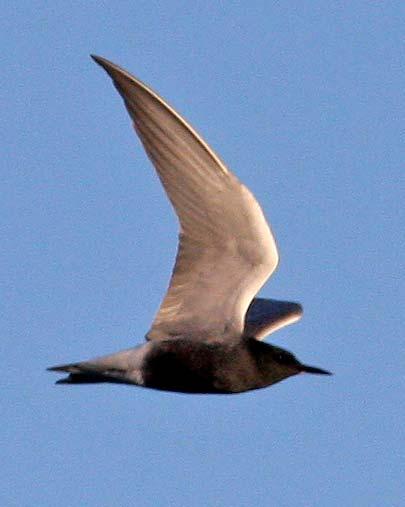 m.fl.). 1 ex stationär Stenö 5-7.8 (Stefan Persson m.fl.). Bredstjärtad labb Stercorarius pomarinus Ett fynd under året vilket är godkänt av en art som inte är årlig i landskapet.
