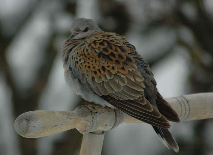 Tuturduvan i Järvsö i januari 2008. Foto: Stefan Persson. Skogsduva Columba oenas Antalet fynd har i år sjunkit något och några säkra häckningar har inte rapporterats.