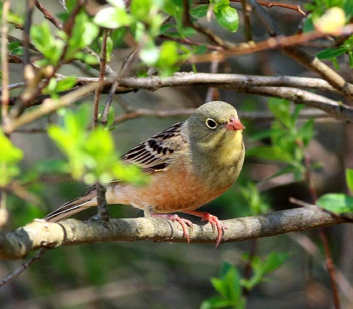 Ortolansparv från Hudiksvalls säkraste lokal, Gryttjaberget. Foto: Lars Göran Lindström sträcktoppen ligger i månadsskiftet april/maj.