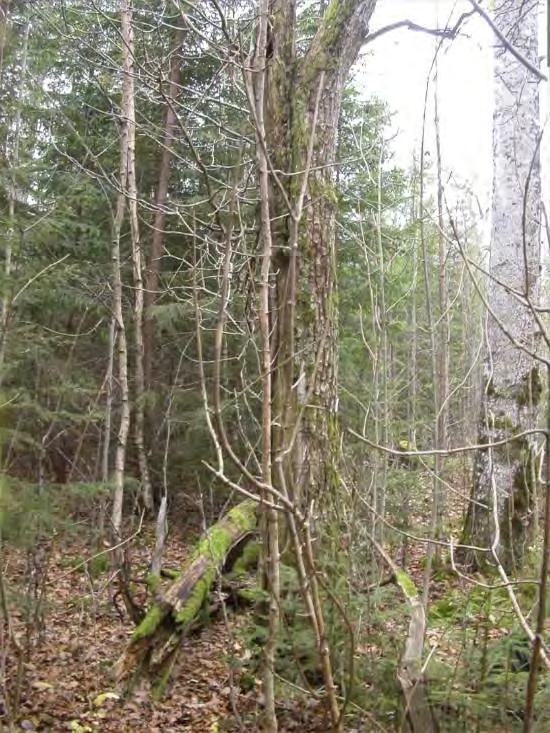 utdöenderisken. Kanske vore det lämpligt att använda material av barkkvastmossa från någon annan lokal. På lokalen finns även ett stort antal andra naturvårdsintressanta arter.
