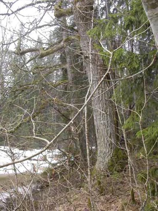 Naturvårdsintressanta arter Anastrophyllum hellerianum NT Anomodon attenuatus Antitrichia curtipendula Callicladium haldanianum Dicranum viride EN