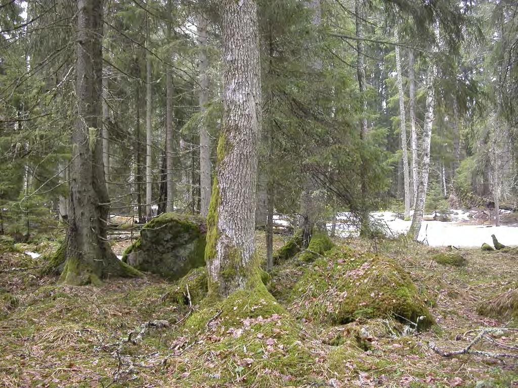 Ek 4. Öster