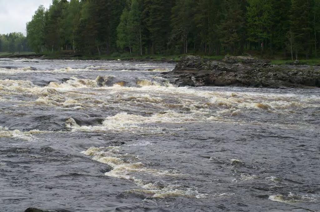 Resultat Dalarna Fänforsen, Björbo: Forsområde som sträcker sig ca 2 km. På båda sidor finns hårklomossan med enstaka till sparsam förekomst.
