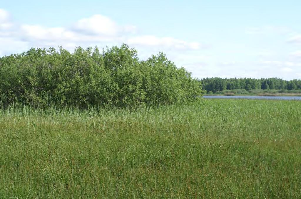 Fin lokal med hårklomossa. Nordmyrasjön, väster om Tärnsjö.