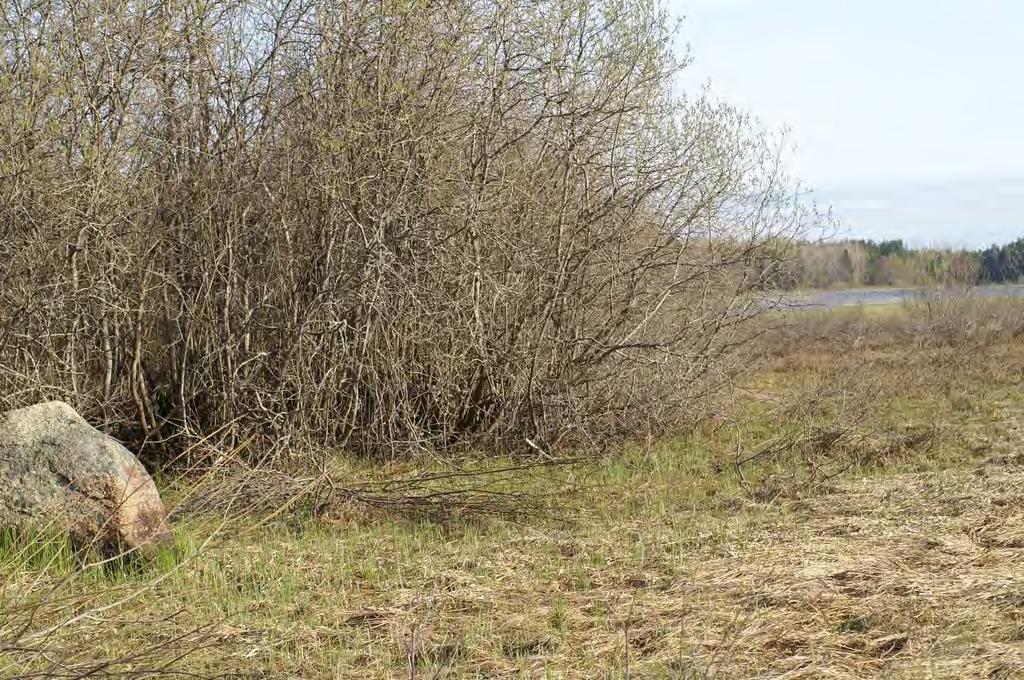 bestånd av gråvide, i en zon mellan blockmorän med blandskog och en öppen, plan