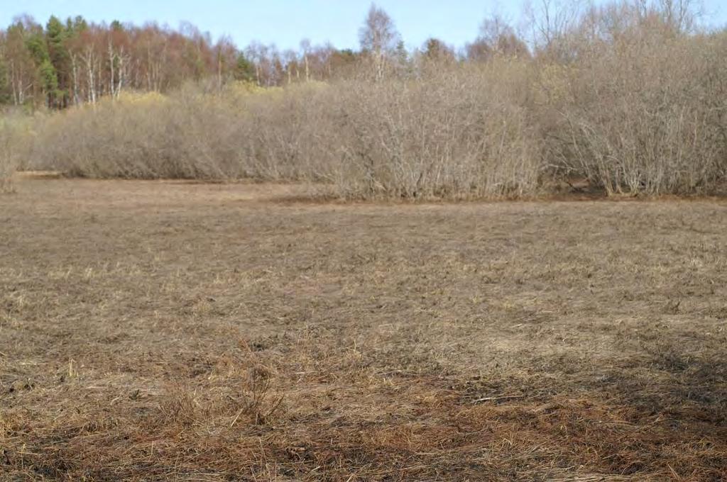 Horbäcken, Båtfors naturreservat. Dellokal två, X:6703860 Y:1586811, har 105 bålar med strandskinnlav på flera stammar i en medelstor gråvidedunge på ca 80 m 2.