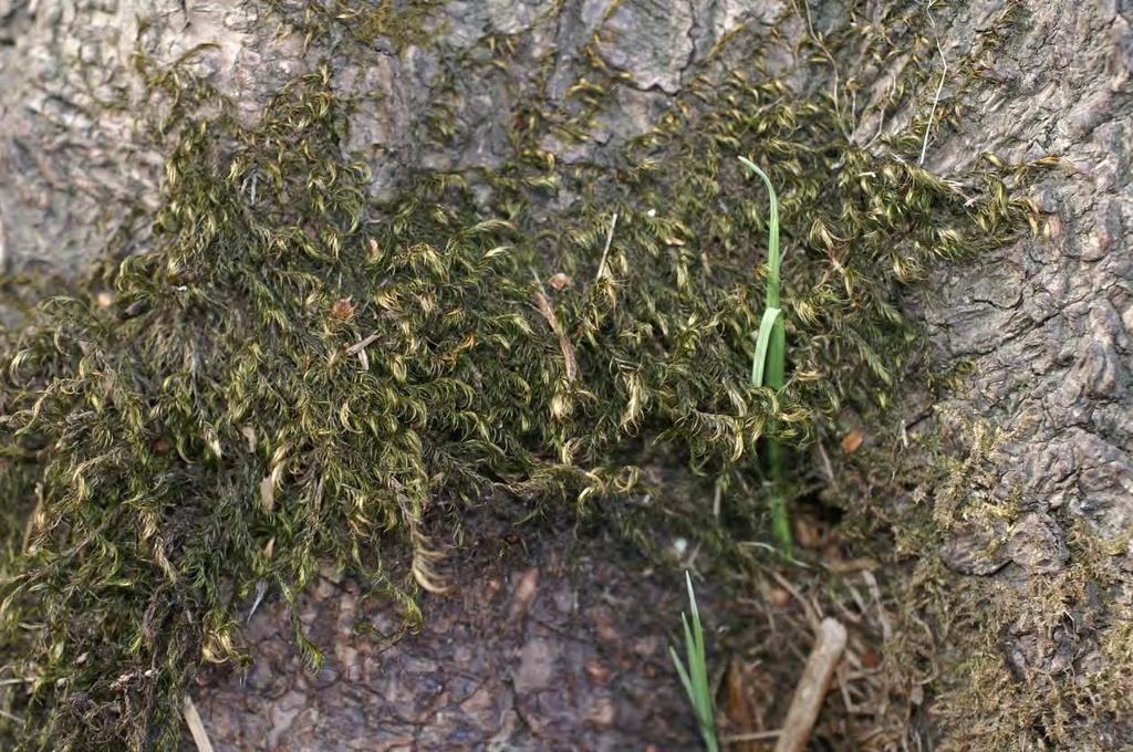 Lokal med hårklomossa på klibbal, Prästön, Båtfors naturreservat.