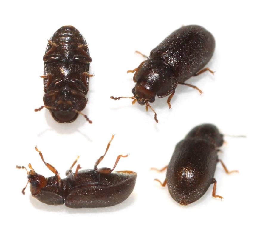 Institutionen för ekologi Trädsvampborrare i ettåriga tickor Betydelsen av värdsvamparnas släktskap och miljövariabler Ciid beetles in annual polypores Relationships with