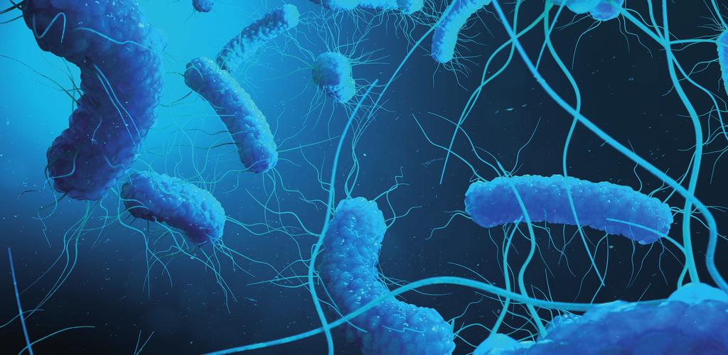 Strain and NCBI sequences available at www.vircell.com. PRODUCT APPLICATIONS Quality assurance of the amplification testing. Limit of detection and assay specificity. Assay lot-to-lot verification.