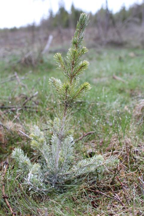 Figur nr 1.3 Hylonoxbehandlad i fält. Foto: Organox 1.