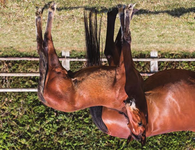 Global2019_1.qxp_Layout 3 2019-08-08 00:56 Sida 3 Global Delayed Hingst född 24 april 2019 100 % Global Delayed 0 % S.J. s Caviar 1.10,7a 12.712.661 SEK S.J. s Photo Spawning Somebeachsomewhere Aquamarine Hanover P1.