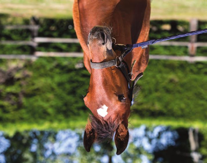 Global2019_1.qxp_Layout 3 2019-08-08 00:57 Sida 15 Global Daredevil Hingst född 10 mars 2019 76 % Global Daredevil 24 % Bold Eagle 1.08,4a 4.560.820 euro Devilish Yankee 1.11,8a 415.