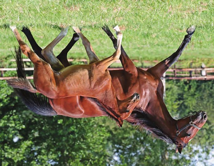 Global2019_1.qxp_Layout 3 2019-08-08 00:57 Sida 17 Global Difference Hingst född 2 maj 2019 100 % Global Difference 0 % S.J. s Caviar 1.10,7a 12.712.661 SEK S.J. s Photo Spawning Muscle Hill Differenceadaymade 1.