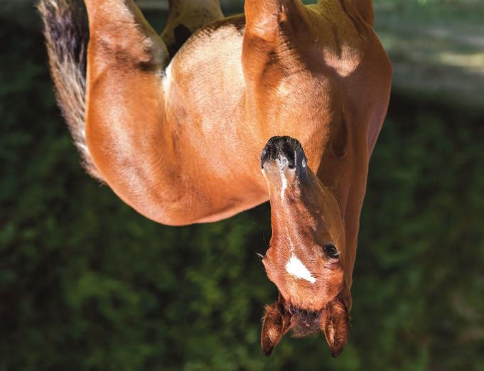 Globalföl2019_2.qxp_Layout 3 2019-08-08 01:08 Sida 15 Global Dandy Hingst född 16 maj 2019 76 % Global Dandy 24 % Bold Eagle 1.08,4a 4.266.670 euro Platinium Shine 1.12,4a 801.