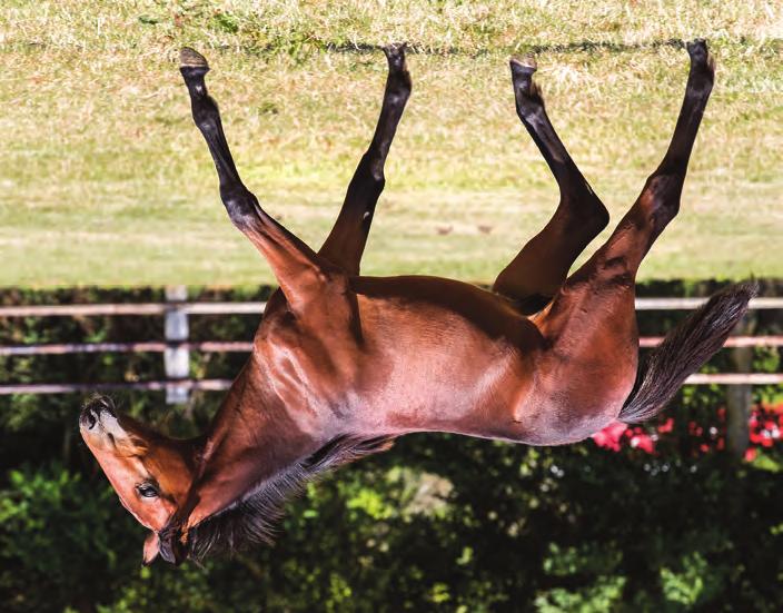 Globalföl2019_2.qxp_Layout 3 2019-08-08 01:09 Sida 21 Global Defender Hingst född 17 mars 2019 73 % Global Defender 27 % Ready Cash 1.10,3a 39.664.535 SEK Riverfest 1.10,3a 1.237.