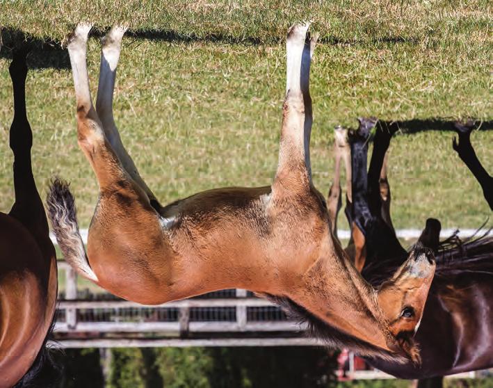 Global2019_1.qxp_Layout 3 2019-08-08 00:56 Sida 1 Global Dressage hingst född 14 maj 2019 86 % Global Dressage 14 % S.J. s Caviar 1.10,7a 12.712.661 SEK Alberte Merci 1.12,2ak 309.950 SEK S.J. s Photo Spawning Ready Cash Valencia Ås Photo Maker Sassy Jane T.