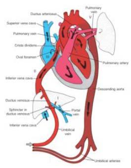 MR: Ingen strålning. Ligga stilla! Anatomi (3D) och funktionell analys. Hjärtkateterisering: Tryck, flöden, resistans, angiografisk anatomi, interventioner. Arbetsprov: Från 6-7 år (L=123cm).