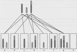 15. ÖVERKURS: Rita schematiskt translokationen 45,XX,der(14;21)(q10;q10) och därefter den eller de kromosomuppsättningar som avkomman till en individ med en sådan karyotyp kan få.