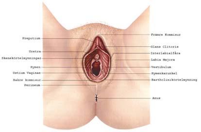 Försörjs av a uterina (a iliaka internagren) som når uterus i rät vinkel mot supravaginala cervix, i nivå med basen av lig latum.