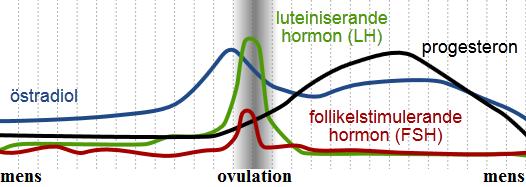 1. a. Hur lång är en normal menstruationscykel? (1 p) [x3] 28 dagar (21-35 dagar är normalintervallet). b. Vilken menstruationscykelfas varierar mest mellan individer? (1 p) Follikulära fasen. 3.