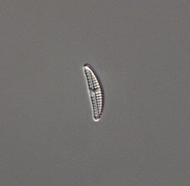 Encyonopsis subminuta, Gomphonema exilissimum, Psammothidium abundans och Stauroforma exiguiformis.