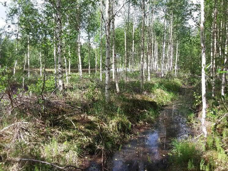 Det finns inga riksintressen i området. Området är främst barrskogsdominerat men med stora inslag av framförallt yngre lövträd längs strandkanterna.