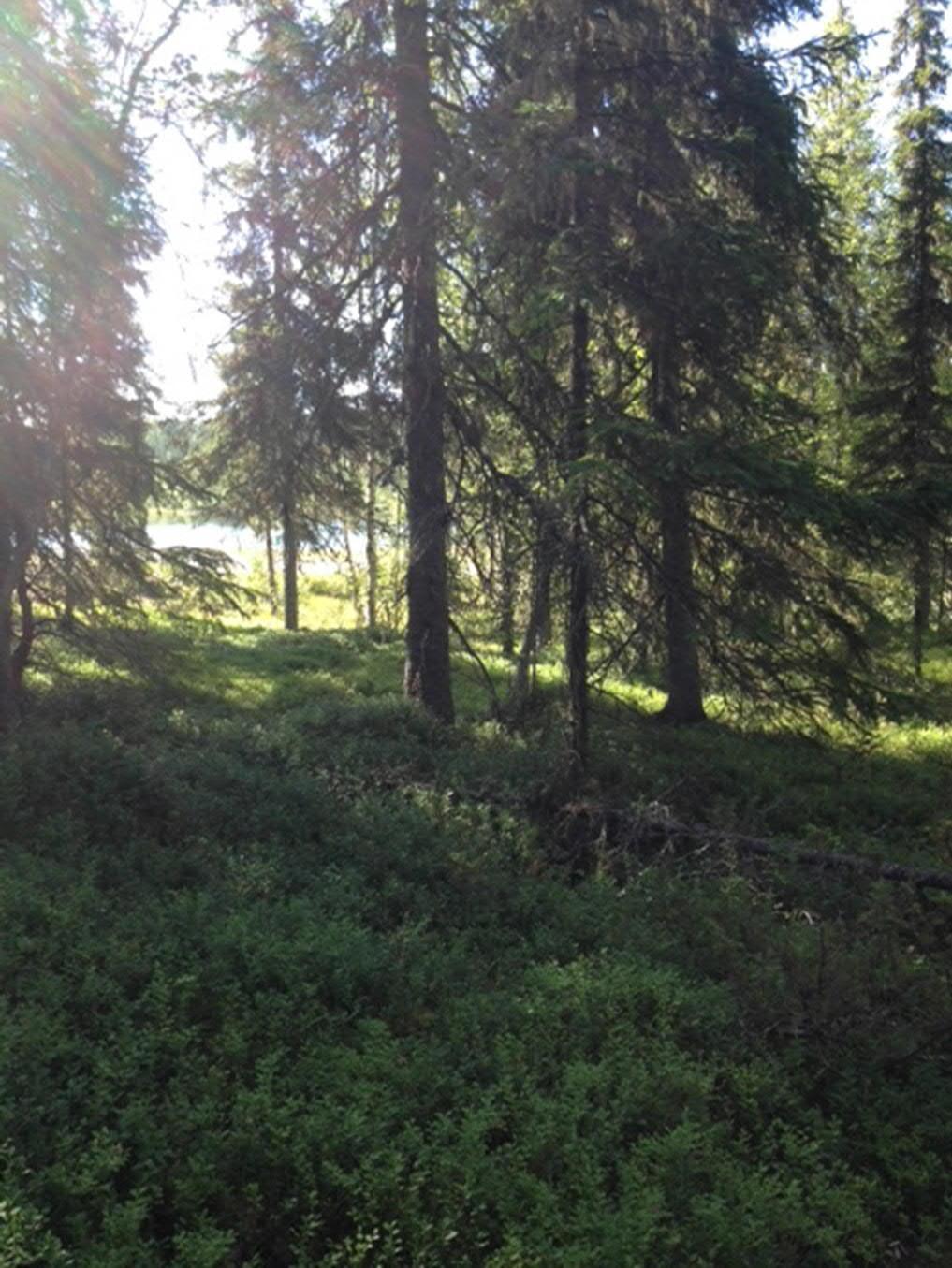 1. Björksele Björksele ligger i sydvästra delen av kommunen, ca 35 km från Åsele tätort och LIS-området ligger väster om byn, i riktning mot Granåsen. I Björksele bor ca 9 personer (december 2015).