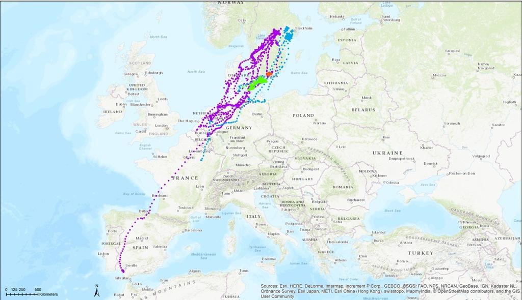 framtiden utforma råd som minskar konflikten mellan gässen och jordbruket.