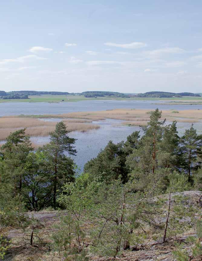 Pekka Westin Fågelinventering Hjälstaviken 2008 För fjärde gången sedan 1974 inventerades fågelfaunan vid Hjälstaviken.