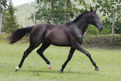 Call Me Superb Far Rolling d Heripre er en fransk hingst etter Dahir de Prelong som var en meget god løpshest som 3- og 4-åring.