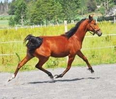 Nr: 72 Goingaftermoni L.L. hoppe etter Going Kronos (it) Girandola Aas (it) e. Diamond Way (de) Going Kronos (e Viking Kronos) er hingsten med eventyrkarrieren.
