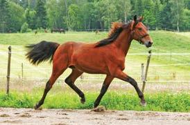 99 Doubledare hingst e SJ s Photo Larissa Ås e Yankee Glide Elithingsten SJ s Photo går aldri av moten.