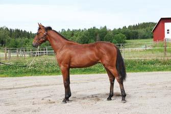 Larissa Ås vant debuten som 3-åring, og deretter bl a 4 svenske V75-løp som 4-, 5- og 6-åring. Hun kommer fra en familie som stammer fra Elitloppsvinneren Elma.
