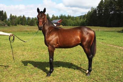 Kat # 102 Robin G.T. Hingst e. Broadway Hall u. Linderchip G.T. e. Enjoy Lavec Far til Robin G.T. er den veletablerte avlshingsten Broadway Hall.
