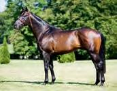 CROCKER ROAD (USA) Presentasjon av fedre Brun 2001 e AP Indy Gallanta e Nureyev Katalognr: 2, 5, 6, 7 Mor GALLANTA, vinner Prix de Cabourg, annen Prix Morny (Gr 1) Frankrike.