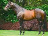 FOOTSTEPSINTHESAND (GB) Presentasjon av fedre Mørkebrun 2002 e Giant s Causeway u Glatisant e Rainbow Quest Katalognr: 10 Mor GLATISANT, vinner av World Prestige Stakes (Gr 3), halvbror til PEDRO THE
