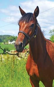 Friction (vinner Jubileumspokalen), Mr Picolit (vinner Copenhagen Cup), Aisle Stand (vinner Breeders Crown og Solvalla Grand Prix), GH Nemo, Increased Workload og den meget holdbare Haraldinho.