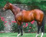 THEWAYYOUARE (USA) Presentasjon av fedre Mørkebrun 2005 e Kingmambo Maryinsky e Sadler s Wells Katalognr: 8 Mor Maryinsky toer Meon Valley Stud Fillies Mile (Gr 1).