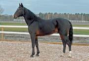Han ble nummer 2 i det tyske travderby som 3-åring og vant Prix de la Lorraine i 2005. Mor Armbro Edith har 10 avkom hvor av 8 har startet. Beste av disse er 11-traveren Tipi som har tjent over 230.
