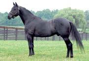 Presentasjon av fedre Coktail Jet ( fr) f. 1990 5-13,6m 6-10,7ak/EUR 1.896.774 64 starter: 23-11-7 Katalognr: 65, 106, 120, 122 e. Quouky Williams ( f) Armbro Glamour (us) e.