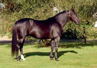 Dream Vacation er Pine Chips raskeste sønn og mor er helsøster til Hambletonian-vinneren Victory Dream USD 1.016.
