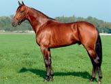 Presentasjon av fedre Great Challenger (us) f.2001-3-11,5ak/ USD 176.671-15 starter: 4-3-1 Katalognr: 26 Conway Hall(ca) - Ali s Cat (us) e.
