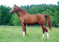 Presentasjon av fedre Judge Joe (us) f.2006 2,1:56.4m 3,1:55.1f/USD 938.792 25 starter: 14-8-1 Katalognr: 142 e. Credit Winner (us) Judge Judy (us) e.