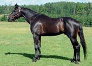 Hans definitivt største triumf kom året etter da han vant både kval og finale i Yonkers Trot med over 300.000 dollar til vinneren.