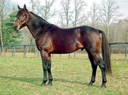 Presentasjon av fedre Kadabra (us) f.1999 2,1:57.2m 4,1:51.3m / USD 1.806.779 36 starter: 25-4-2 Katalognr: 117 e. Primrose Lane (us) Quillo (us) e.