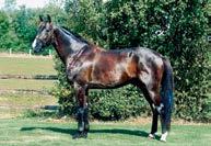Presentasjon av fedre Nu Pagadi (de) f. 2005-5,1.10,9ak/SEK 6.641.558-40 starter: 20-3-4 Katalognr: 47, 109 e. Love You ( fr) - Noblesse Oblige (de) e.