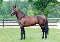 Presentasjon av fedre Prodigious ( fr) f. 2003 7-11,1ak 6-12,9l/ EUR 644.