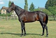 Hans karriere toppes av de to strake Prix d Amerique-triumfene i 2011 og 2012 før han måtte ta til takke med annen året etter. Ready Cash kom til start allerede ved 2-års alder da han vant 4 av 5 løp.